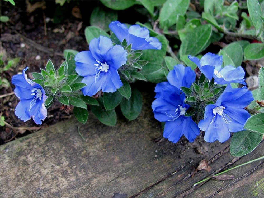 Blue Daze Live Plants - Evolvulus 'Hawaiian Blue Eyes', 5-9 inches, 2-Pack - Image 4