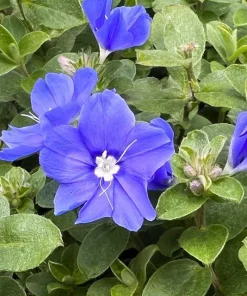 Blue Daze Live Plants - Evolvulus 'Hawaiian Blue Eyes', 5-9 inches, 2-Pack - Image 5