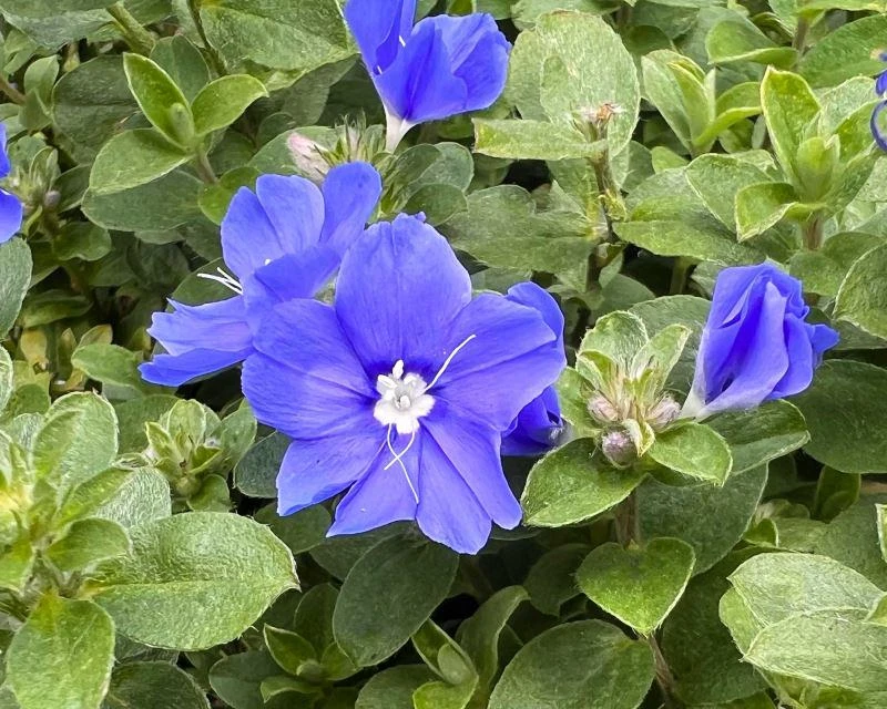 Blue Daze Live Plants - Evolvulus 'Hawaiian Blue Eyes', 5-9 inches, 2-Pack - Image 5