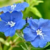 Blue Daze Live Plants - Evolvulus 'Hawaiian Blue Eyes', 5-9 inches, 2-Pack - Image 1