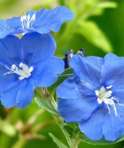 Blue Daze Live Plants - Evolvulus 'Hawaiian Blue Eyes', 5-9 inches, 2-Pack - Image 1