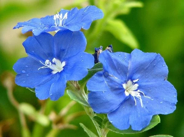 Blue Daze Live Plants - Evolvulus 'Hawaiian Blue Eyes', 5-9 inches, 2-Pack - Image 1