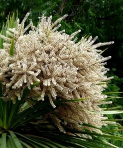 Blue Dracaena Flower Seeds – Cordyline Indivisa – 25 Seeds – Sun to Part Shade - Image 2