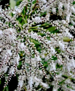 Blue Dracaena Flower Seeds – Cordyline Indivisa – 25 Seeds – Sun to Part Shade - Image 3