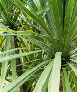 Blue Dracaena Flower Seeds – Cordyline Indivisa – 25 Seeds – Sun to Part Shade - Image 4