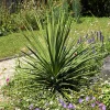 Blue Dracaena Flower Seeds – Cordyline Indivisa – 25 Seeds – Sun to Part Shade - Image 1