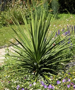 Blue Dracaena Flower Seeds – Cordyline Indivisa – 25 Seeds – Sun to Part Shade - Image 1