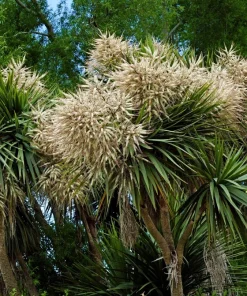 Blue Dracaena Flower Seeds – Cordyline Indivisa – 25 Seeds – Sun to Part Shade - Image 5
