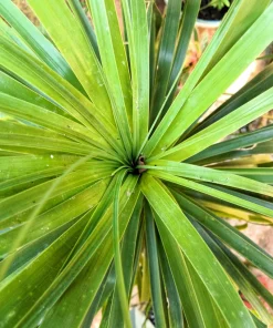 Blue Dracaena Flower Seeds – Cordyline Indivisa – 25 Seeds – Sun to Part Shade - Image 6