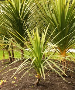 Blue Dracaena Flower Seeds – Cordyline Indivisa – 25 Seeds – Sun to Part Shade - Image 7