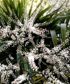 Blue Dracaena Flower Seeds – Cordyline Indivisa – 25 Seeds – Sun to Part Shade - Image 8