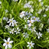 Blue Eyed Grass 'Suwannee' Live Plant - Sisyrinchium nashii - 3.5 Inch Pot - Outdoor Perennial - Image 1