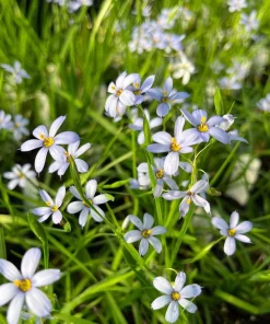Blue Eyed Grass 'Suwannee' Live Plant - Sisyrinchium nashii - 3.5 Inch Pot - Outdoor Perennial - Image 1