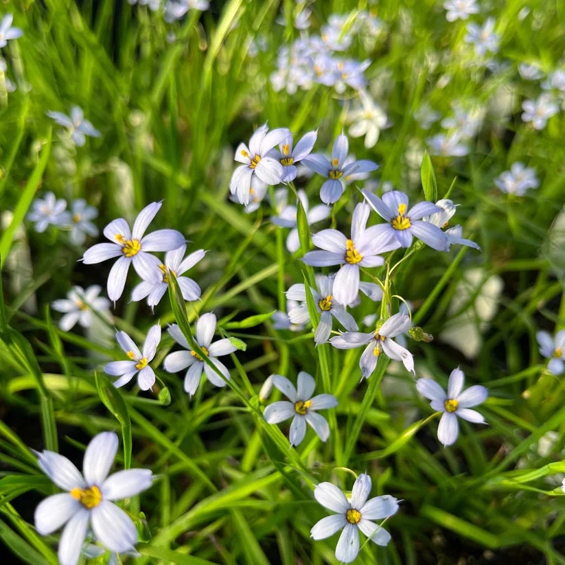 Blue Eyed Grass 'Suwannee' Live Plant - Sisyrinchium nashii - 3.5 Inch Pot - Outdoor Perennial - Image 1