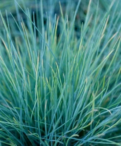 Blue Fescue Elijah Blue Ornamental Grass Live Plant, Potted 2.5"x3.5" Starter, Outdoor - Image 2