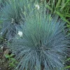 Blue Fescue Elijah Blue Ornamental Grass Live Plant, Potted 2.5"x3.5" Starter, Outdoor - Image 1