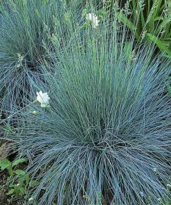 Blue Fescue Elijah Blue Ornamental Grass Live Plant, Potted 2.5"x3.5" Starter, Outdoor - Image 1
