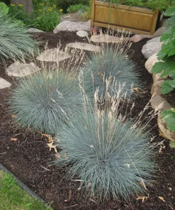 Blue Fescue Elijah Blue Ornamental Grass Live Plant, Potted 2.5