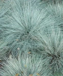 Blue Fescue Elijah Blue Ornamental Grass Live Plant, Potted 2.5