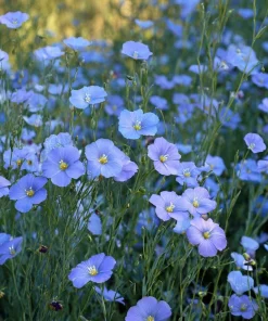 Blue Flax Wildflower Seeds – 350 Linum Perenne Seeds, Pollinator-Friendly - Image 2