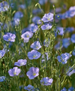 Blue Flax Wildflower Seeds – 350 Linum Perenne Seeds, Pollinator-Friendly - Image 3