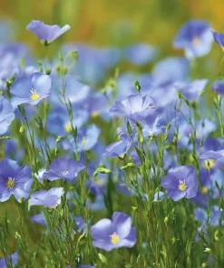 Blue Flax Wildflower Seeds – 350 Linum Perenne Seeds, Pollinator-Friendly - Image 4