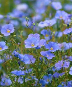 Blue Flax Wildflower Seeds – 350 Linum Perenne Seeds, Pollinator-Friendly - Image 1
