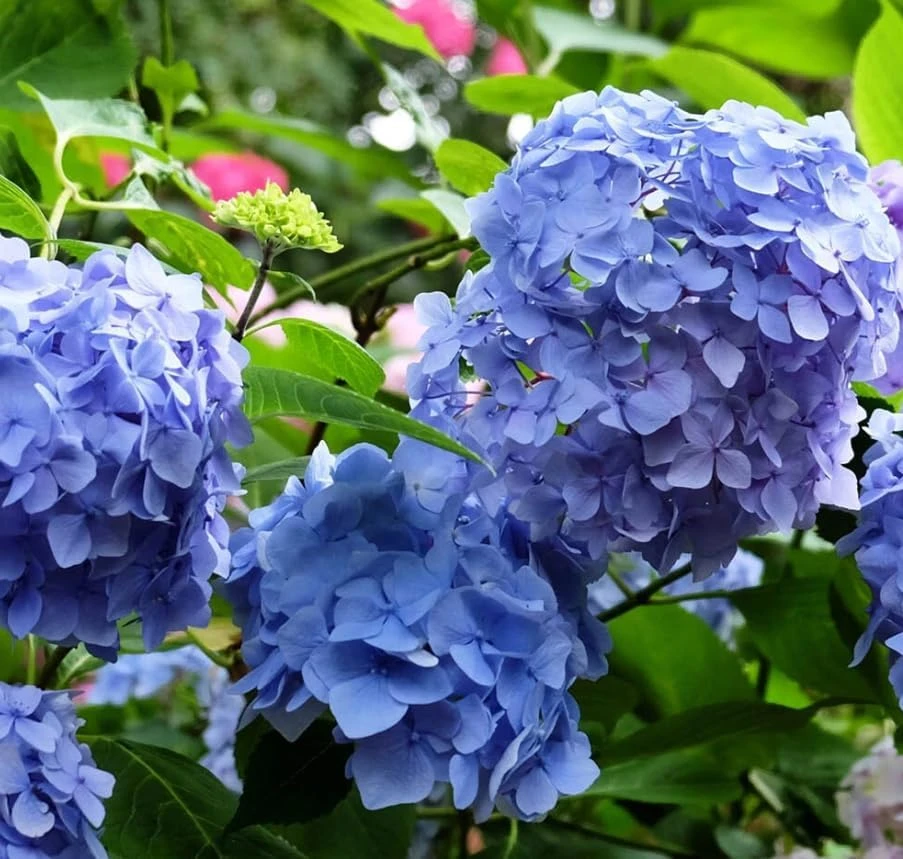 Blue Hydrangea Live Plant – 2-Pack Large Ball Flowers, 6-12" Tall, 2.5" Pot, Outdoor Shrub - Image 3