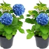 Blue Hydrangea Live Plant – 2-Pack Large Ball Flowers, 6-12" Tall, 2.5" Pot, Outdoor Shrub - Image 1