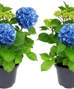 Blue Hydrangea Live Plant – 2-Pack Large Ball Flowers, 6-12" Tall, 2.5" Pot, Outdoor Shrub - Image 1