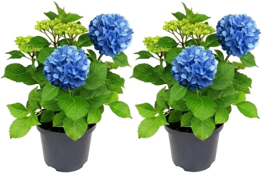 Blue Hydrangea Live Plant – 2-Pack Large Ball Flowers, 6-12" Tall, 2.5" Pot, Outdoor Shrub - Image 1
