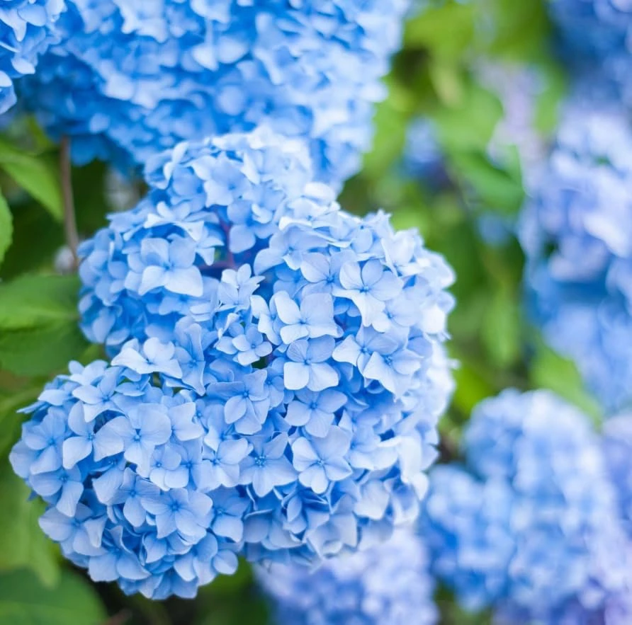 Blue Hydrangea Live Plant – 2-Pack Large Ball Flowers, 6-12" Tall, 2.5" Pot, Outdoor Shrub - Image 4