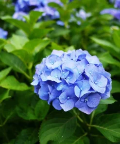 Blue Hydrangea Live Plant – 2-Pack Large Ball Flowers, 6-12