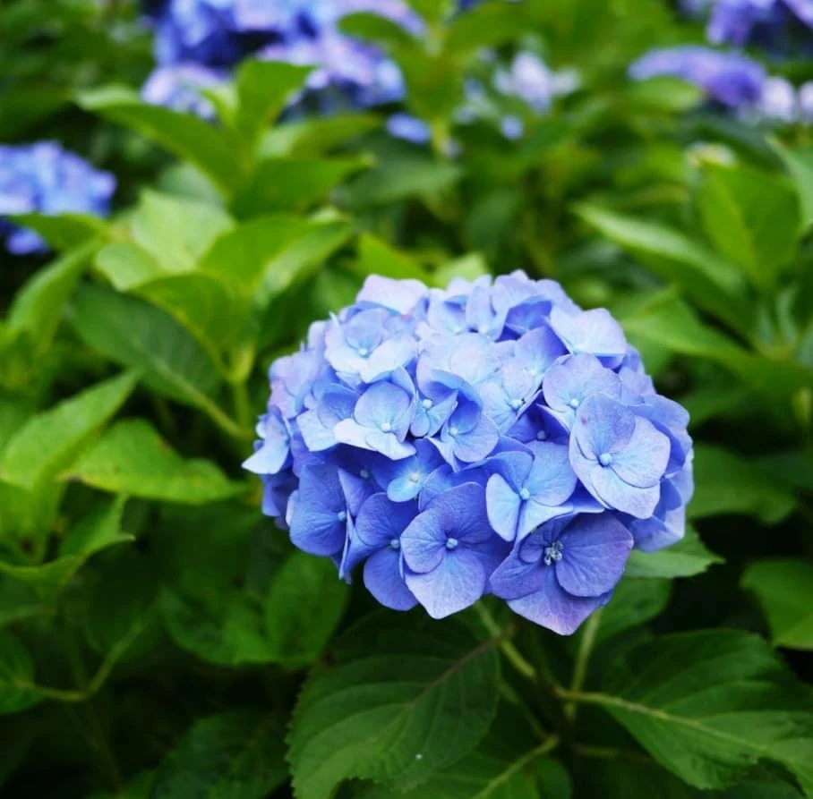 Blue Hydrangea Live Plant – 2-Pack Large Ball Flowers, 6-12" Tall, 2.5" Pot, Outdoor Shrub - Image 5