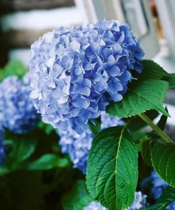 Blue Hydrangea Live Plant – 2-Pack Large Ball Flowers, 6-12