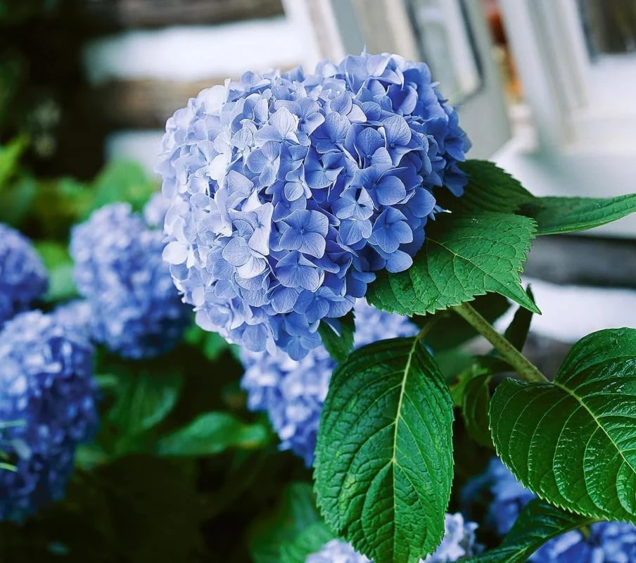 Blue Hydrangea Live Plant – 2-Pack Large Ball Flowers, 6-12" Tall, 2.5" Pot, Outdoor Shrub - Image 6