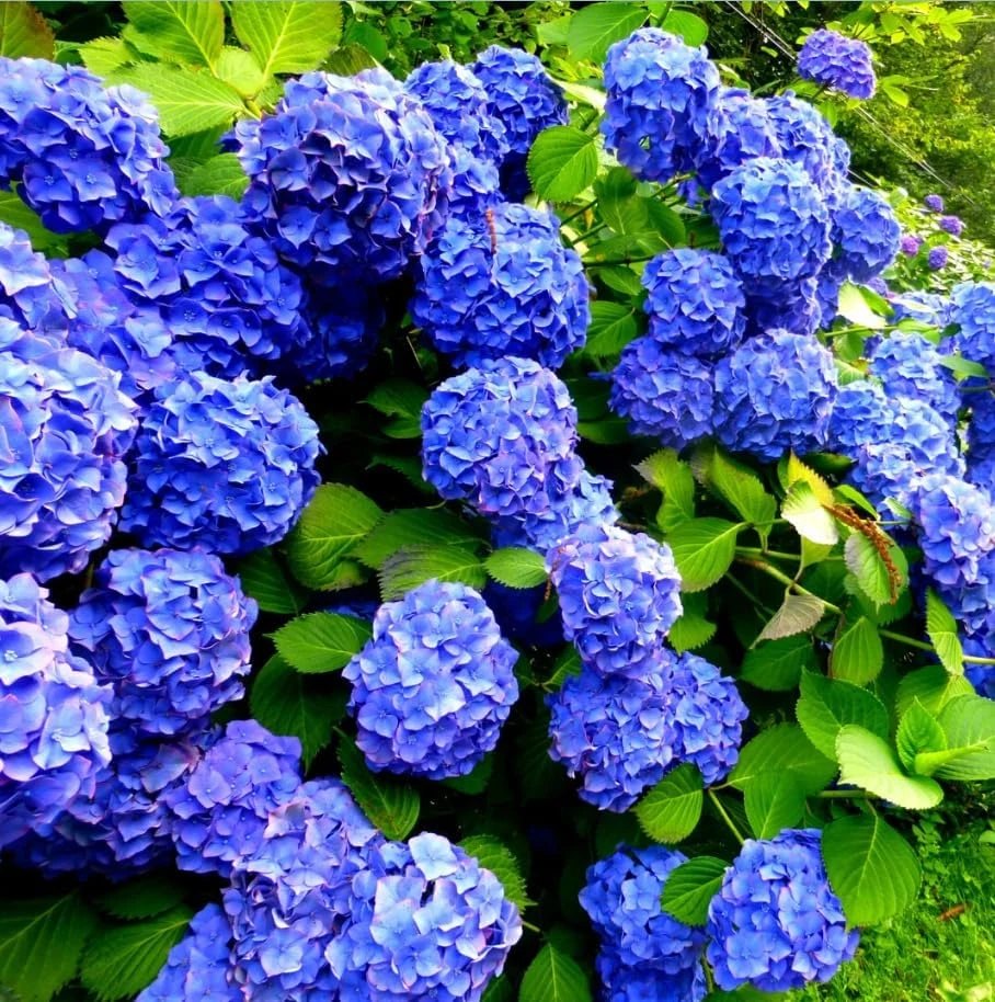Blue Hydrangea Live Plant – 2-Pack Large Ball Flowers, 6-12" Tall, 2.5" Pot, Outdoor Shrub - Image 7
