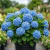 Blue Hydrangea Live Plant - Large Ball Flowers Bush, 6-12" Tall Qt Pot - Image 1