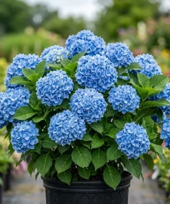 Blue Hydrangea Live Plant - Large Ball Flowers Bush, 6-12" Tall Qt Pot - Image 1