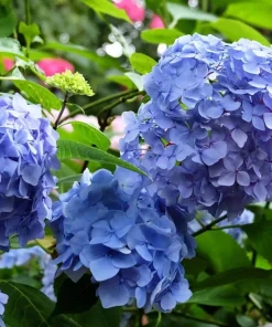 Blue Hydrangea Live Plant - Large Ball Flowers Bush, 6-12