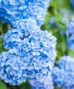 Blue Hydrangea Live Plant - Large Ball Flowers Bush, 6-12