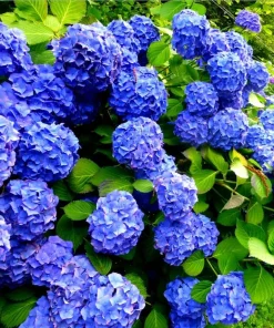 Blue Hydrangea Live Plant - Large Ball Flowers Bush, 6-12