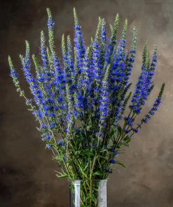 Blue Hyssop Seeds - 250 Seeds - Hyssopus officinalis - Garden Pollinator - Image 2