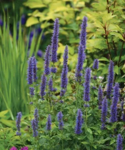 Blue Hyssop Seeds - 250 Seeds - Hyssopus officinalis - Garden Pollinator - Image 3
