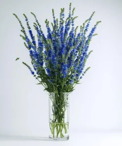 Blue Hyssop Seeds - 250 Seeds - Hyssopus officinalis - Garden Pollinator - Image 4
