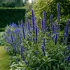 Blue Hyssop Seeds - 250 Seeds - Hyssopus officinalis - Garden Pollinator - Image 1