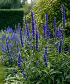 Blue Hyssop Seeds - 250 Seeds - Hyssopus officinalis - Garden Pollinator - Image 1