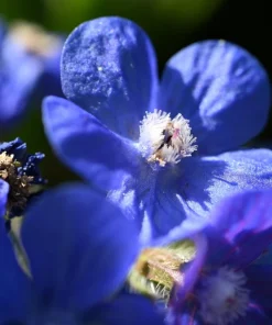 Blue Italian Alkanet Flower Seeds - 100 Anchusa Capensis Seeds - Image 2