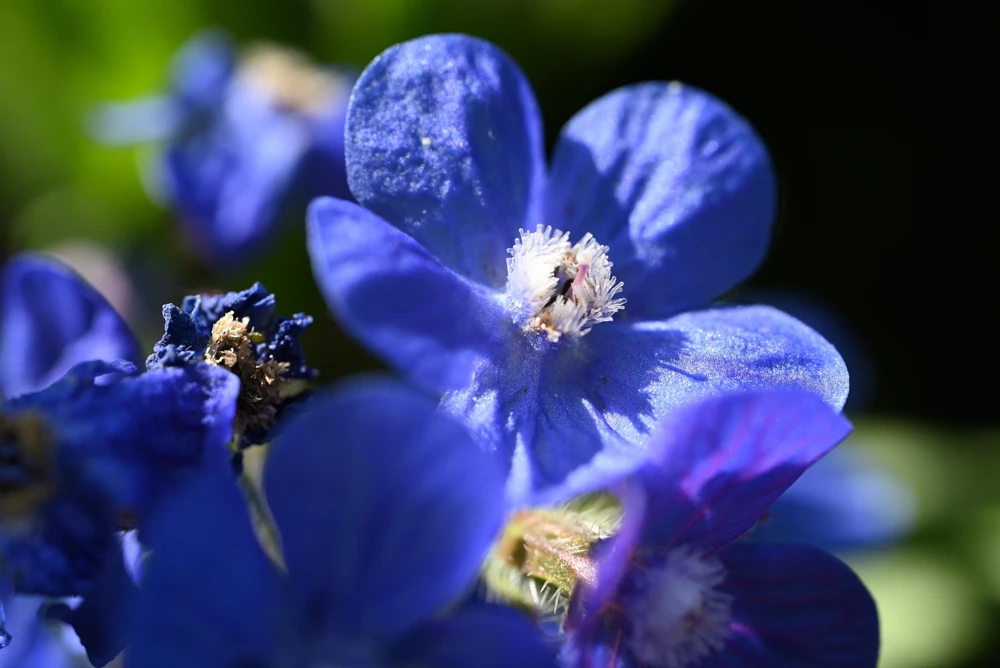 Blue Italian Alkanet Flower Seeds - 100 Anchusa Capensis Seeds - Image 2