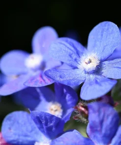 Blue Italian Alkanet Flower Seeds - 100 Anchusa Capensis Seeds - Image 3